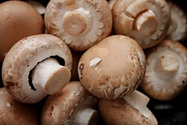 Champignons de Paris 500gr