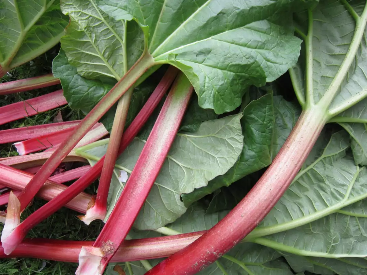 Rhubarbe 500gr