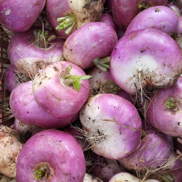 Navet primeur 500gr