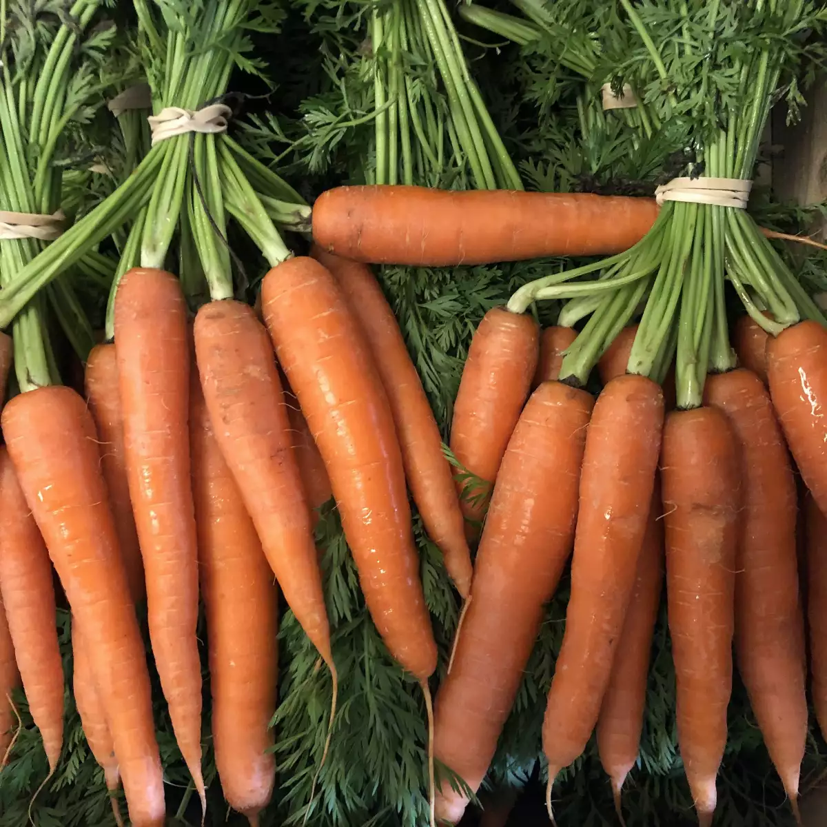 Carottes primeurs botte