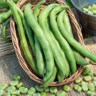 Fèves 500gr
