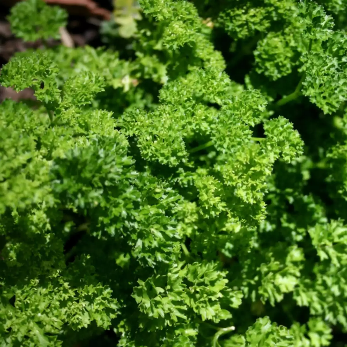 Persil frisé bouquet