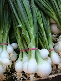 Oignons botte