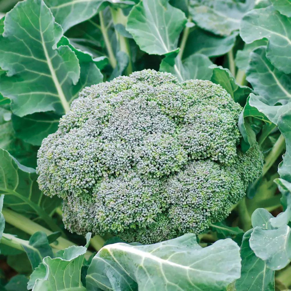 Brocoli