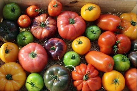Tomates anciennes 1kg