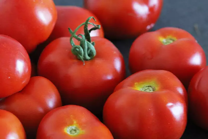 Tomates classiques 1kg