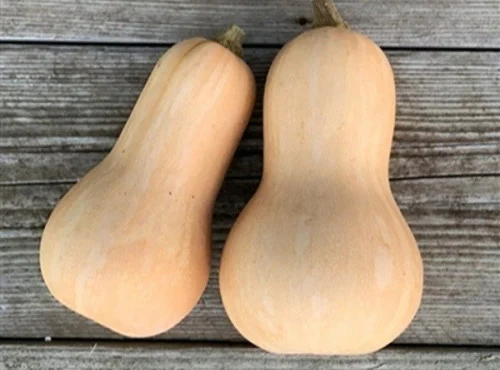 Butternut