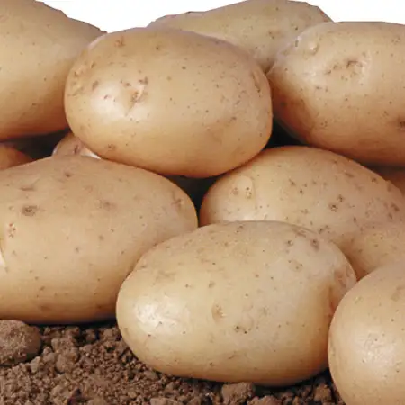 PDT primeur Ostara 1kg