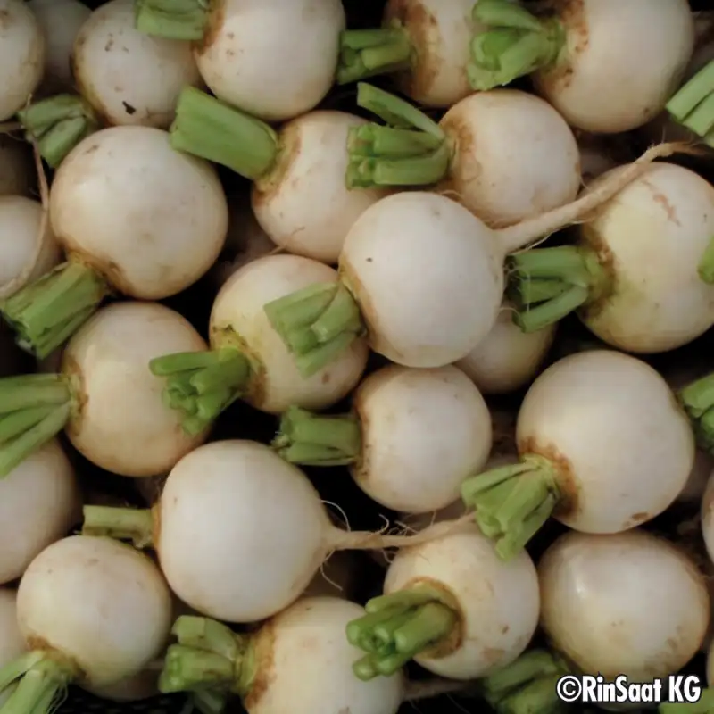 Navets snowball vrac 500gr