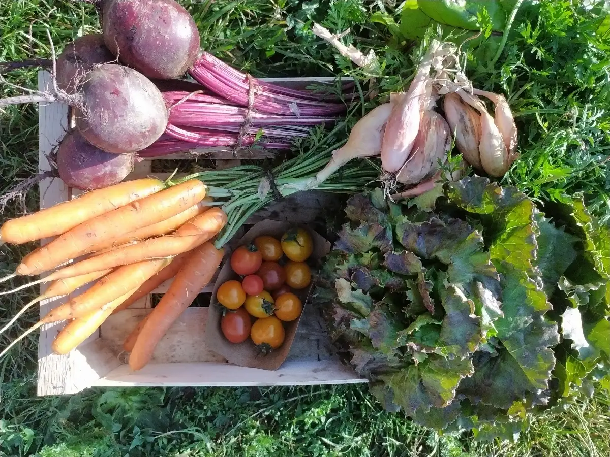Petit Panier de la semaine