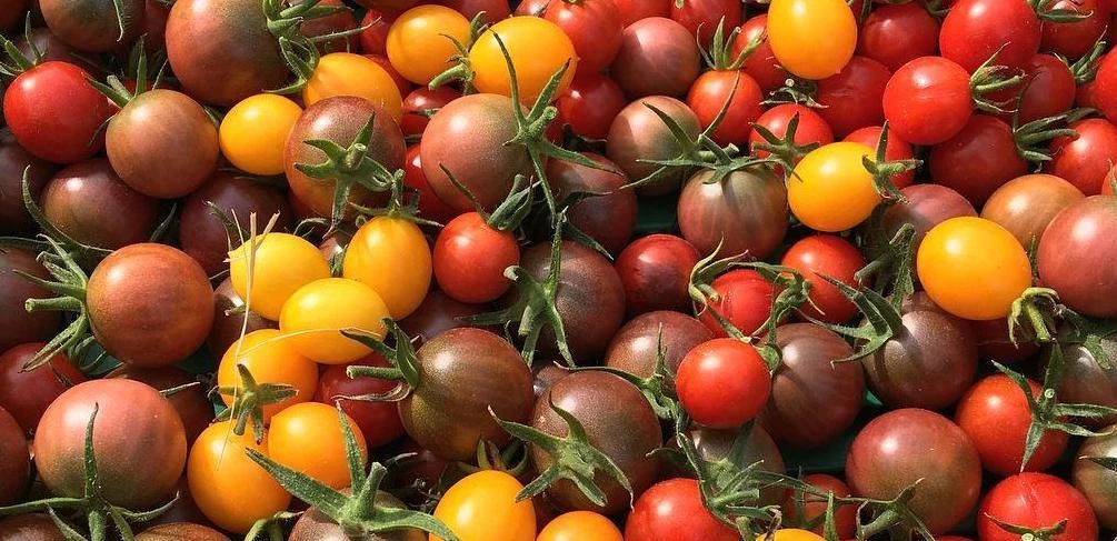 Tomates cerises 250gr