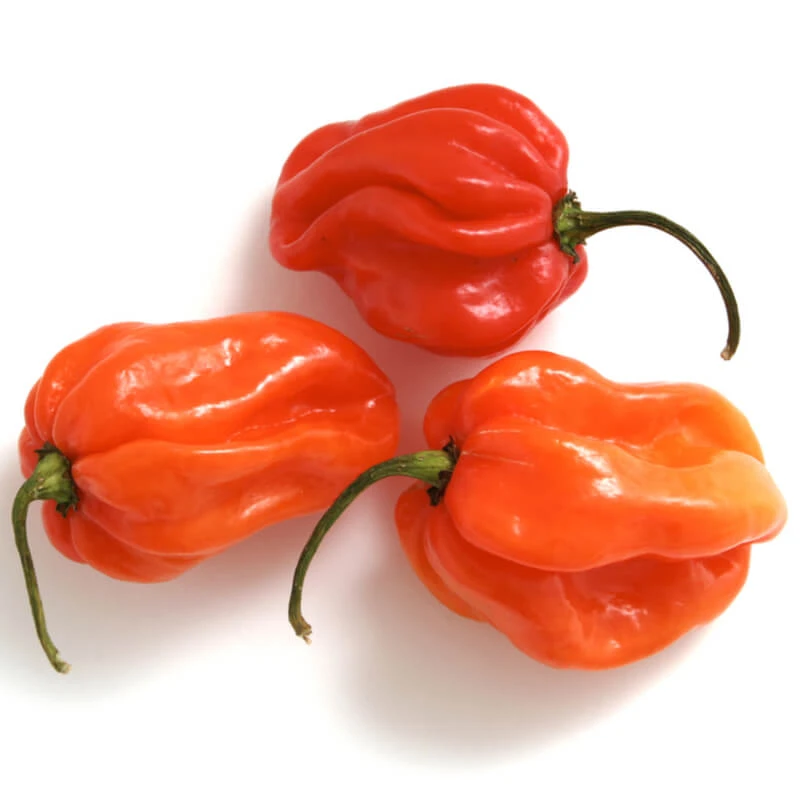 Piment Habanero frais 100gr