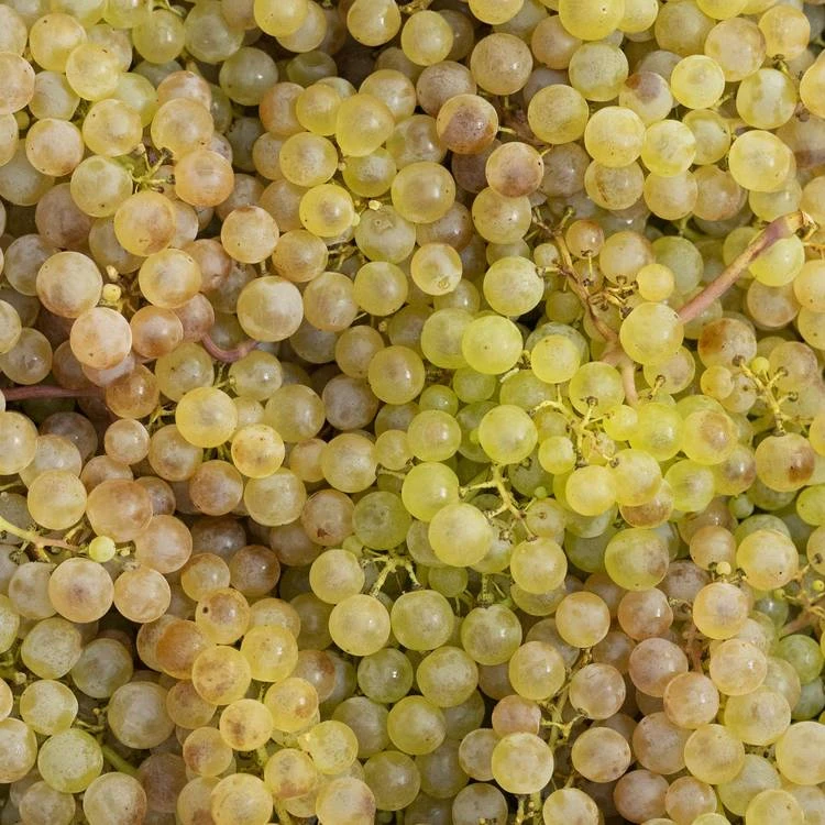 Raisin Chasselas 250gr