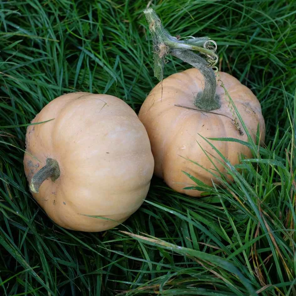 Courge carat